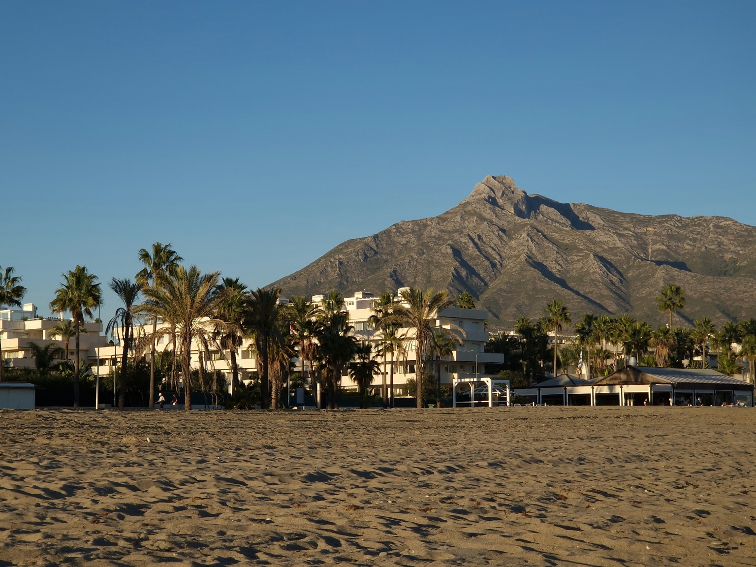 Selected Marbella palms and La Concha beach hero image